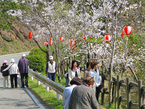 <p>桜まつりの際の遊歩道の様子</p>
