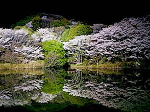 <p>ライトアップされた夜桜も楽しめます</p>
