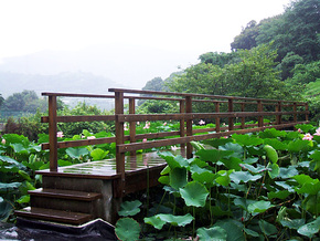 園内には大賀ハス池があり写真家にも人気です