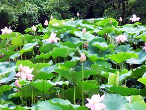 毎年7月頃には美しいピンク色の花を咲かせます