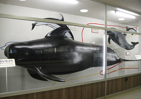 <p>博物館館内</p>
