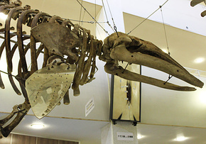 <p>骨格標本の展示</p>
