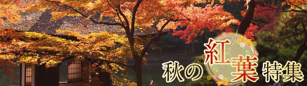 秋の紅葉特集