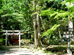 <p>木立に囲まれて立つ鳥居と社殿</p>
