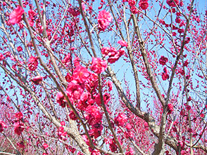 <p>鮮やかなピンクの花</p>
