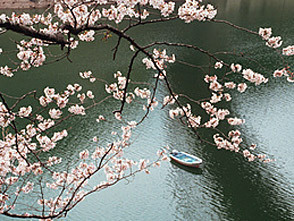 <p>ボートに乗ってのんびりお花見も</p>

