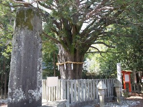 <p>御神木なぎの木</p>
