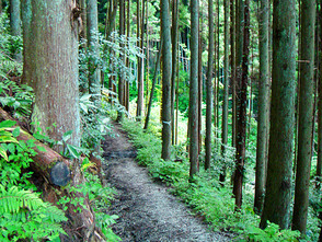<p>不動の滝に続く山道</p>
