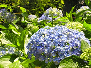 <p>3000㎡もあるあじさい園には6月～7月にかけて大勢の見物客が訪れます</p>
