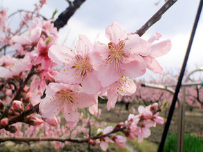<p>ほぼ満開の花びら</p>
