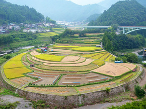 <p>金色に染まる秋のあらぎ島</p>
