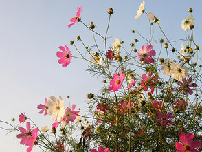 <p>コスモスの開花時期は毎年変動するためは、詳しい開花情報は有田川町役場HPで確認を</p>
