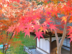 <p>真っ赤に色づく見ごろの紅葉</p>
