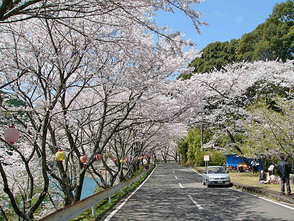 <p>桜並木が美しい道路</p>

