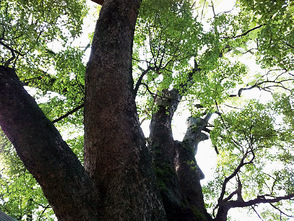 <p>千年楠</p>
