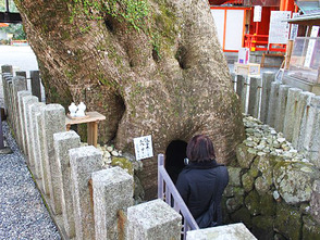<p>平重盛が手植えしたと伝わる大楠</p>

