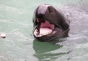 <p>海洋水族館ではクジラショーも楽しめる</p>

