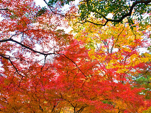 <p>秋には人気の紅葉スポットとして多くの人が訪れます</p>
