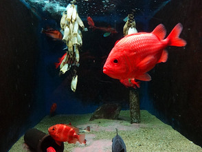 <p>魚類は約280種、約3900点が展示</p>
