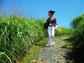 <p>夏には緑のススキも秋には銀色の海へと変わる</p>

