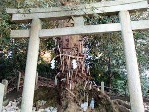 <p>鎌八幡宮鳥居</p>
