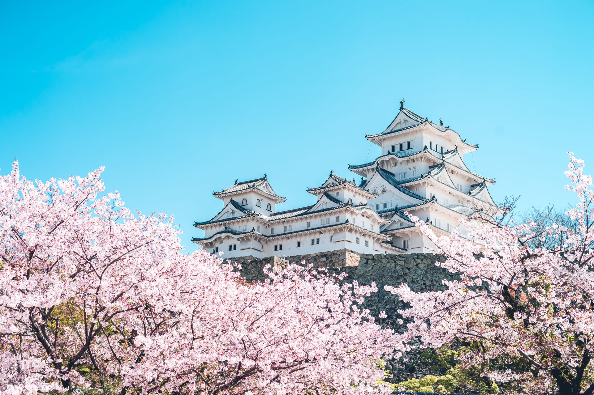 タクシーで移動で楽ちん♪ 姫路城の花見